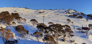 A nice morning in Charlotte Pass today.The for weather wil continue Photo; Charlotte Pass snow cams